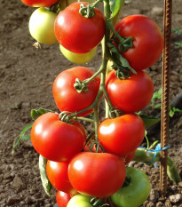 Paradajka Dafne F1 - Solanum lycopersicum - semená paradajky - 12 ks