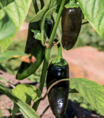 Paprika Black Knight F1 - Capsicum annuum - semená papriky - 7 ks