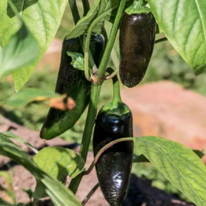 Paprika Black Knight F1 - Capsicum annuum - semená papriky - 7 ks