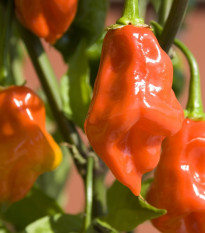 Chilli oranžové Habanero - Capsicum chinense - semená chilli - 6 ks