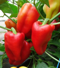 Paprika Andrea - Capsicum annuum - semená papriky - 20 ks