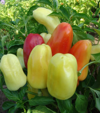 Paprika Boneta - Capsicum annuum - semená papriky - 20 ks