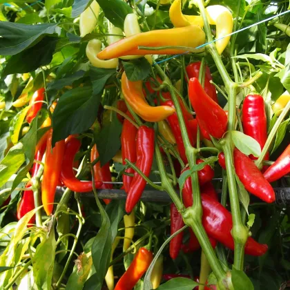 Paprika kozí roh Harriet - Capsicum annuum - semená chilli - 45 ks