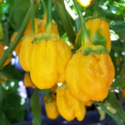 Chilli 7 Pot Bubblegum Yellow - Capsicum chinense - semená chilli - 7 ks