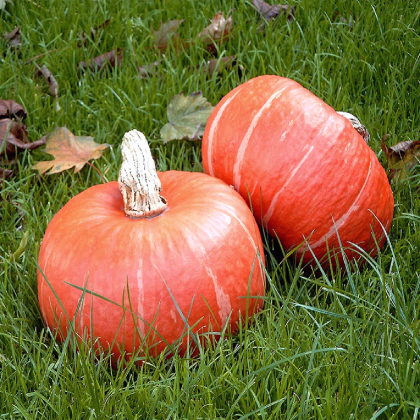 Tekvica Sunshine Kabocha F1 - Cucurbita maxima - semená tekvica - 4 ks