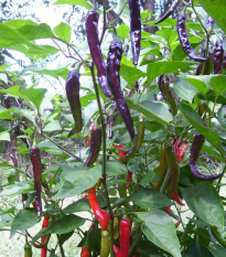 Chilli Kajenské korenie Purple - Capsicum annuum - semená chilli - 8 ks