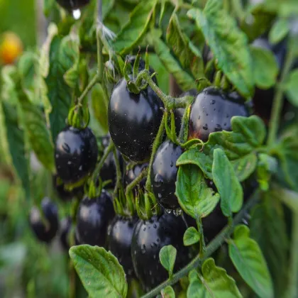 Paradajka Indigo Blue Berries - Solanum lycopersicum - semená paradajky - 7 ks