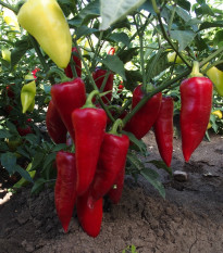 Paprika Sakura - Capsicum annuum - semená papriky - 30 ks