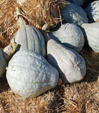 Tekvica Blue Hubbard - Cucurbita maxima - semená tekvice - 7 ks