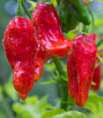 Chilli Bhut Jolokia červené - Capsicum Chinense - semená chilli - 5 ks