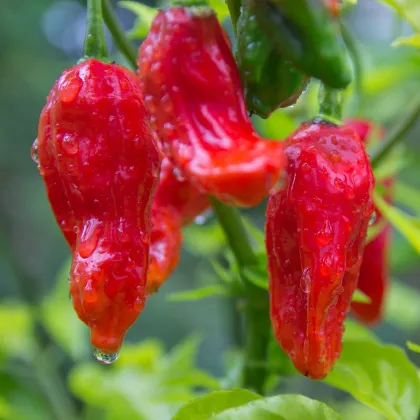 Chilli Bhut Jolokia červené - Capsicum Chinense - semená chilli - 5 ks