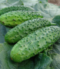 Uhorka nakladačka Corveta F1 - Cucumis sativus - semená uhorky - 20 ks