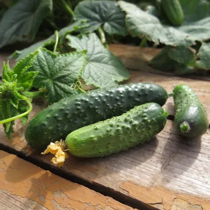 Uhorka nakladačka Charlotte F1 - Cucumis sativus - semená uhorky - 6 ks