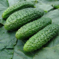 Uhorka nakladačka Zuzana F1 - Cucumis sativus - semená uhorky - 30 ks