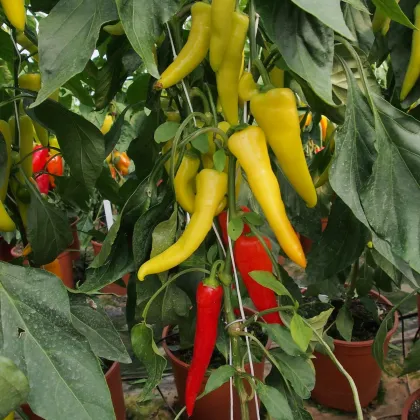 Paprika kozí / baraný roh Sora - Capsicum annuum - semená papriky - 55 ks