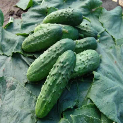 Uhorka nakladačka Regina F1 - Cucumis sativus - semená uhorky - 20 ks