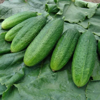 Uhorka nakladačka jemnoostná Mira F1 - Cucumis sativus - semená uhorky - 35 ks