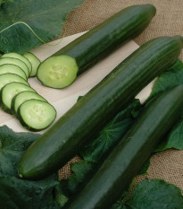 Uhorka šalátová Vista F1- Cucumis sativus - semená uhorky - 10 ks