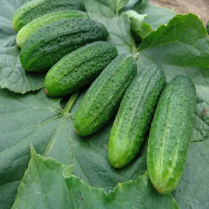 Uhorka partenokarpická Partner F1 - Cucumis sativus - semená uhorky - 50 ks