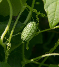 Mexická miniuhorka - Zehneria scabra - semená uhorky cucamelon - 5 ks