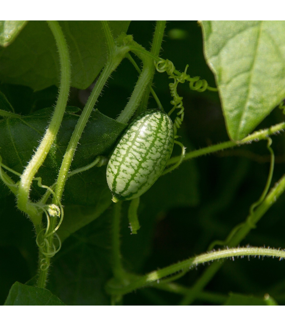 Mexická mini uhorka - Zehneria scabra - semená - 5 ks