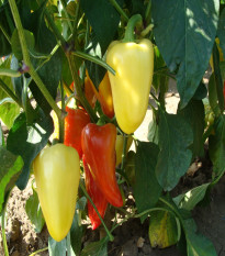 Paprika Zlata - Capsicum annuum - semená papriky - 30 ks