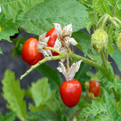 Paradajka Liči - Solanum sisymbriifolium - semená paradajky - 6 ks