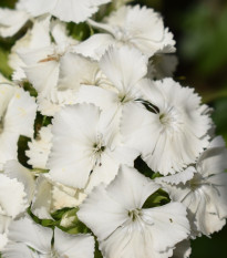 Klinček bradatý Sweet William - Dianthus barbatus - semená klinčeka - 150 ks