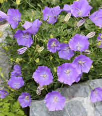 Zvonček karpatský modrý - Campanula carpatica - semená zvončeka - 400 ks