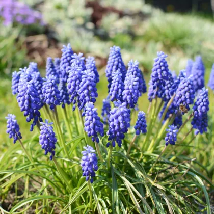 Modrica arménska - Muscari armeniacum - cibuľoviny - 5 ks