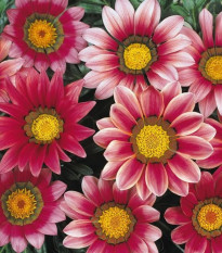 Gazánia New Day Pink Day F1 - Gazania rigens - semená gazánie - 20 ks