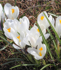 Krókus Jeanne d Arc - Crocus vernus - šafrán - hľuzy krókusu - 3 ks