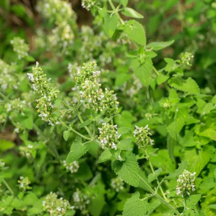 Kocúrnik záhradný citrónový - Nepeta cataria ar. citriodora - semená kocúrnika - 15 ks