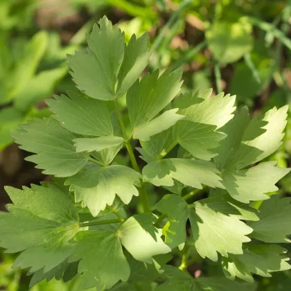 Ligurček lekársky - Levisticum officinale - semená ligurčeka - 0,4 g