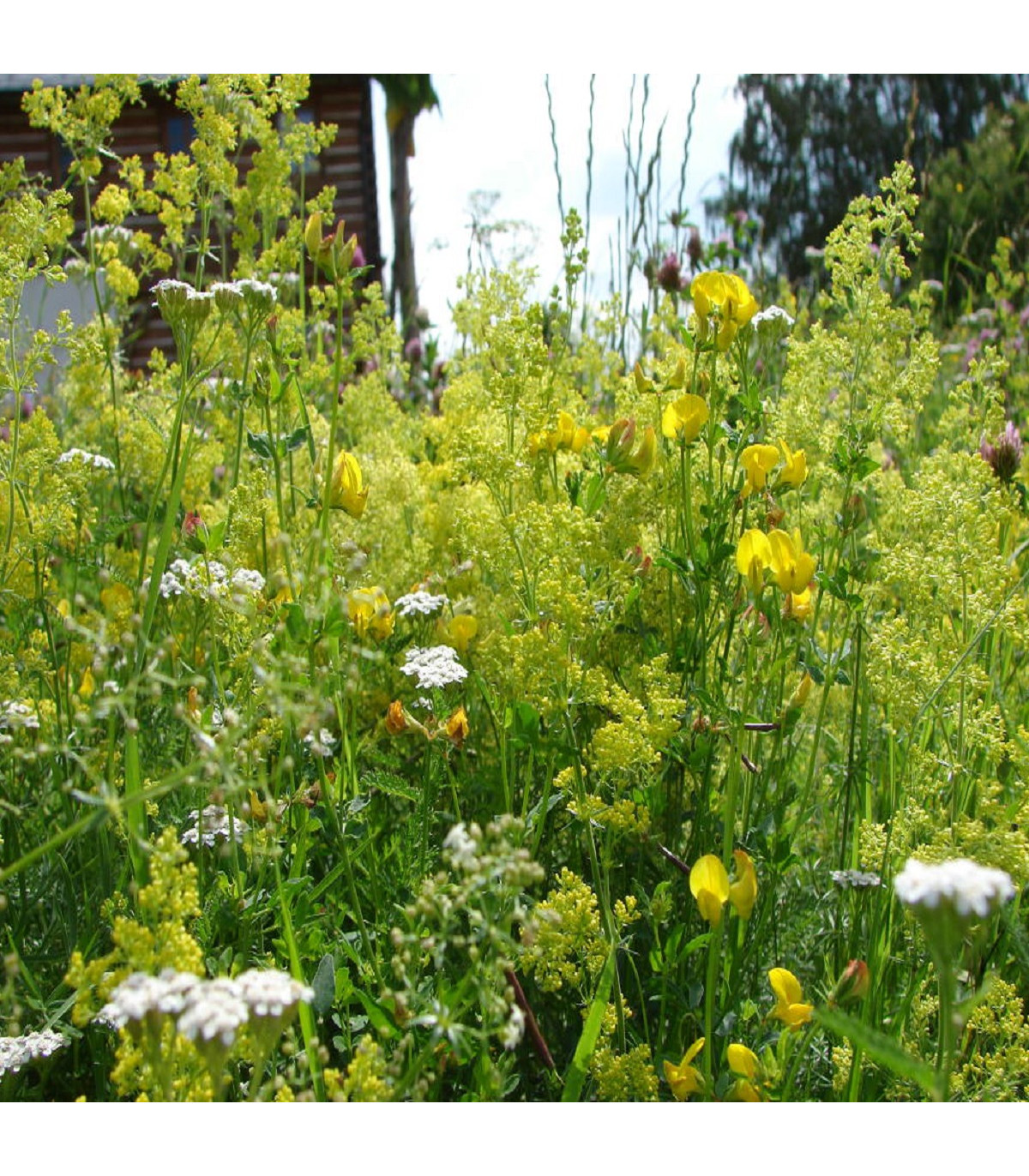 Žltá lúka - semená lúčnych kvetín a tráv - 50 g