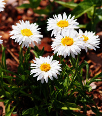 Astra alpínska biela - Aster alpinus - semena astry - 50 ks