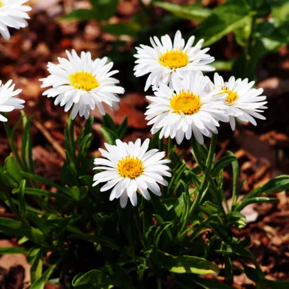 Astra alpínska biela - Aster alpinus - semena astry - 50 ks