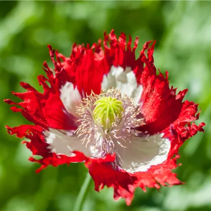 Mak siaty Danish Flag - Papaver somniferum - semená maku - 0,5 g