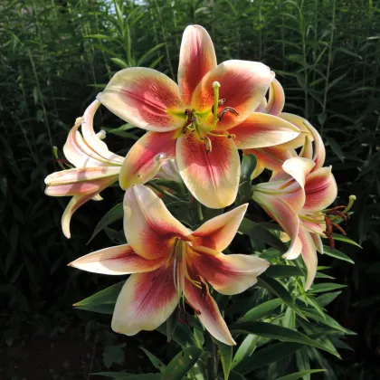 Ľalia Debby - Lilium - cibuľoviny - 1 ks