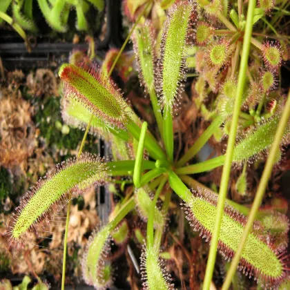 Rosička kapská obrovská - Drosera capensis giant - semená rosičky - 15 ks