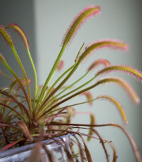 Rosička kapská Triffid Rose - Drosera capensis - semená rosičky - 15 ks