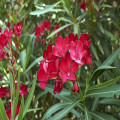 Oleander obyčajný - Nerium oleander - semená oleandra - 10 ks