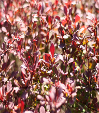 Červený dráč - Berberis thunbergii Atropurpurea - semená dráča - 5 ks