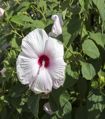 Ibištek bahenný Mallow Rose - Hibiscus moscheutos - semená ibišteka - 5 ks