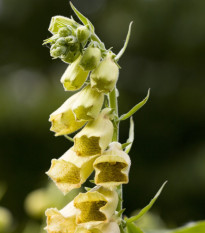 Náprstník žltý - Digitalis lutea - semená náprstníka - 60 ks