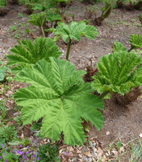 Barota rukávovitá - Gunnera manicata - semená baroty - 6 ks