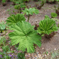 Barota rukávovitá - Gunnera manicata - semená baroty - 6 ks