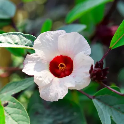 Ibištek sudánsky - Hibiscus sabdariffa - semená ibišteka - 8 ks