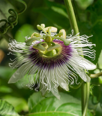 Mučenka jedlá - Passiflora edulus - semená mučenky - 5 ks