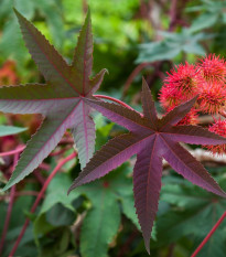 Ricín obyčajný červený - Ricinus communis gibsoni - semená ricína - 3 ks